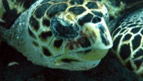 Sabore -  Turtle